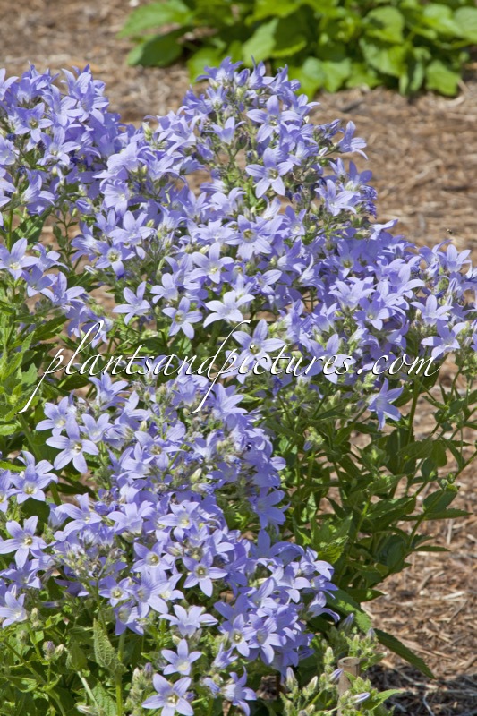 Campanula ‘Senior’