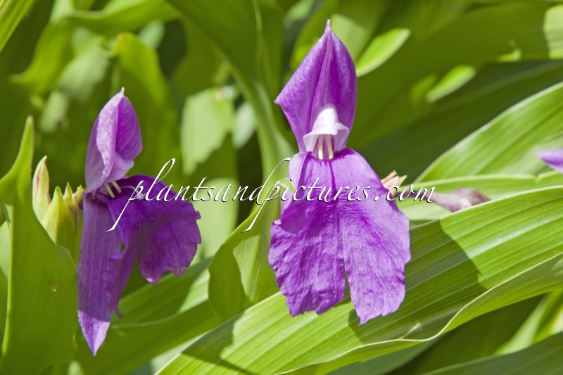 Roscoea auriculata