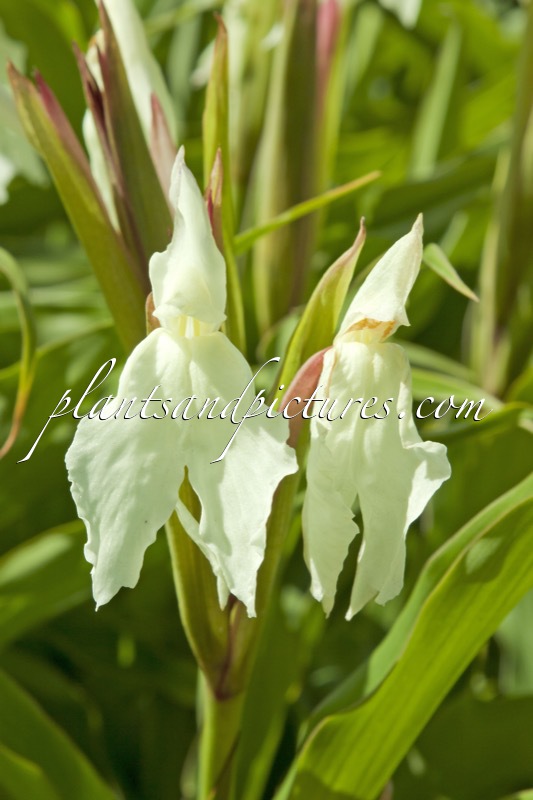 Roscoea ‘Beesiana’