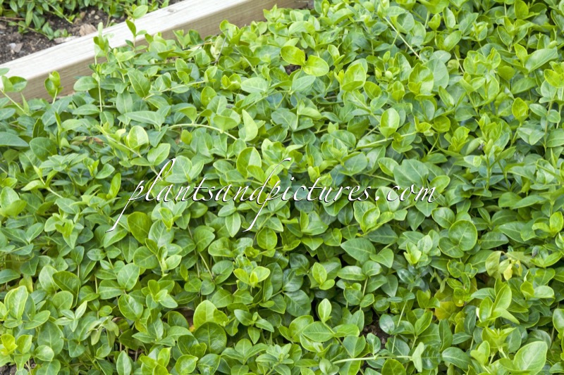 Vinca minor ‘Grüner Teppich’