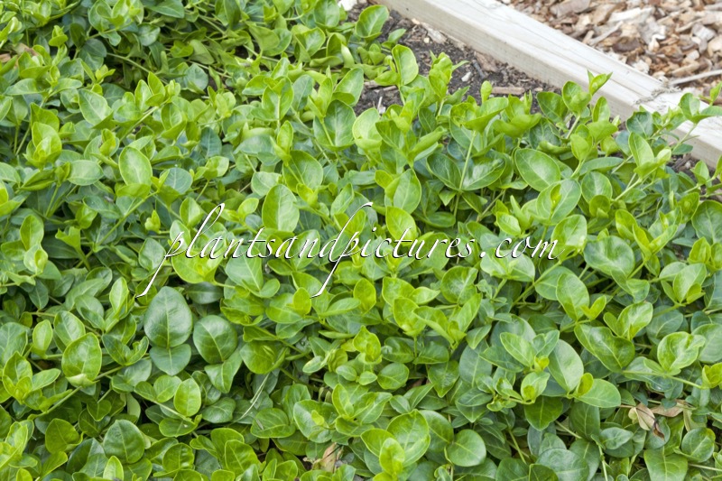 Vinca minor ‘Grüner Teppich’