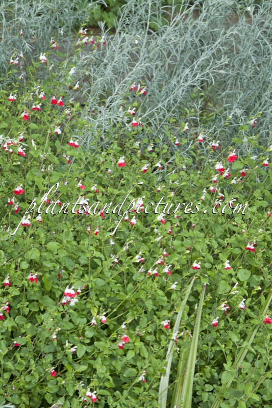 Salvia microphylla ‘Hot Lips’