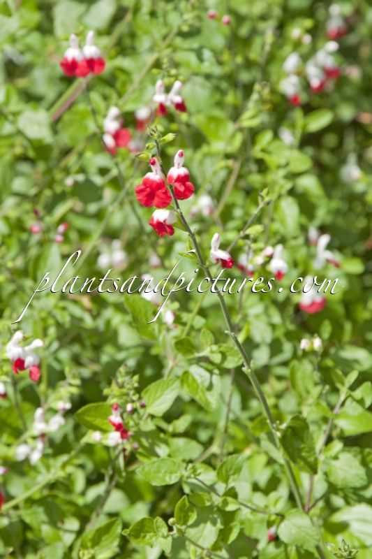 Salvia microphylla ‘Hot Lips’