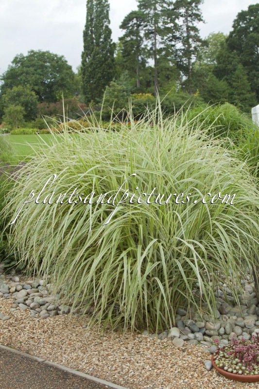 Miscanthus sinensis ‘Rigoletto’