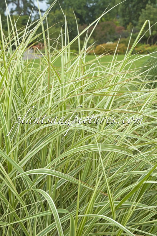 Miscanthus sinensis ‘Rigoletto’