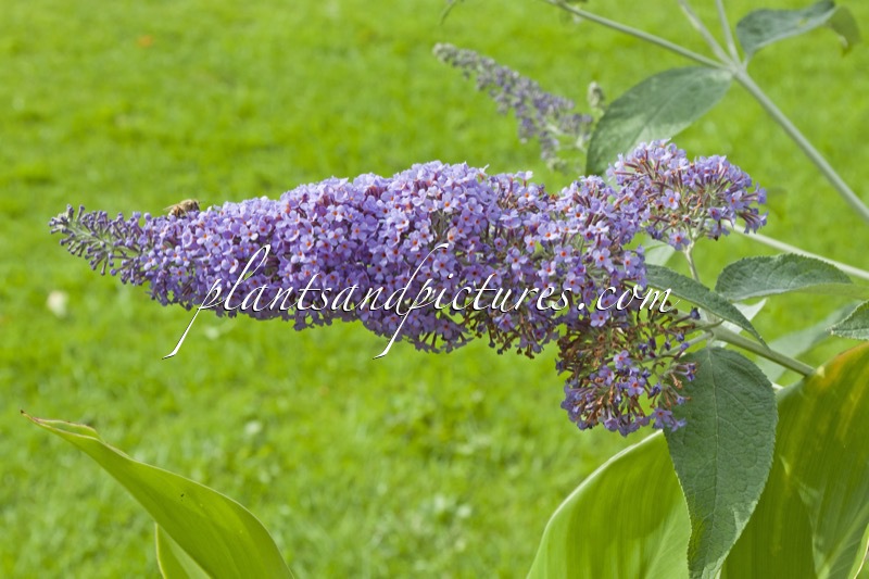 Buddleja ‘Lochinch’