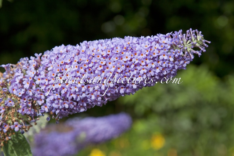 Buddleja ‘Lochinch’