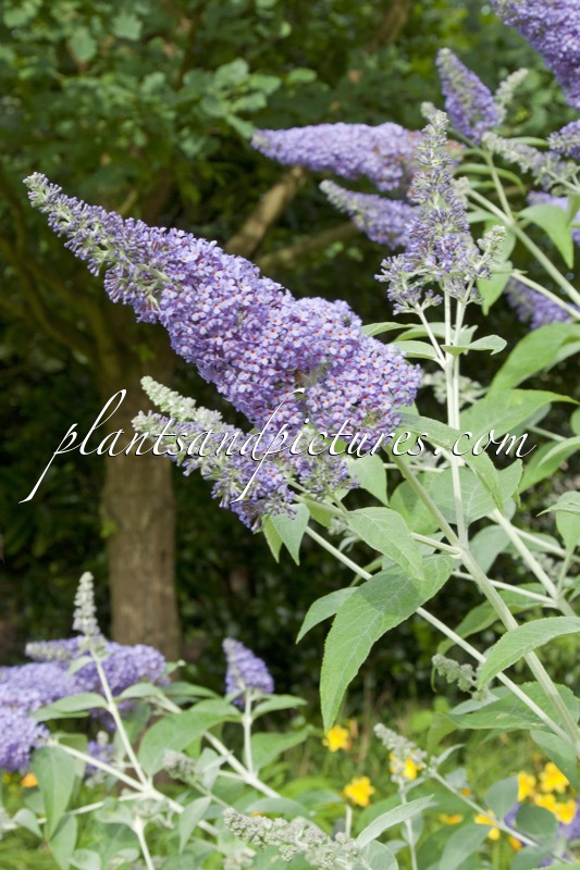 Buddleja ‘Lochinch’