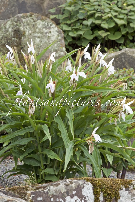 Roscoea ‘Monique’