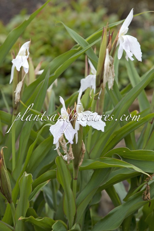 Roscoea ‘Monique’