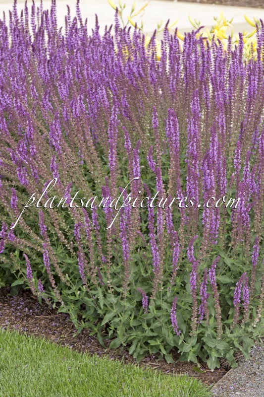 Salvia nemorosa ‘Amethyst’