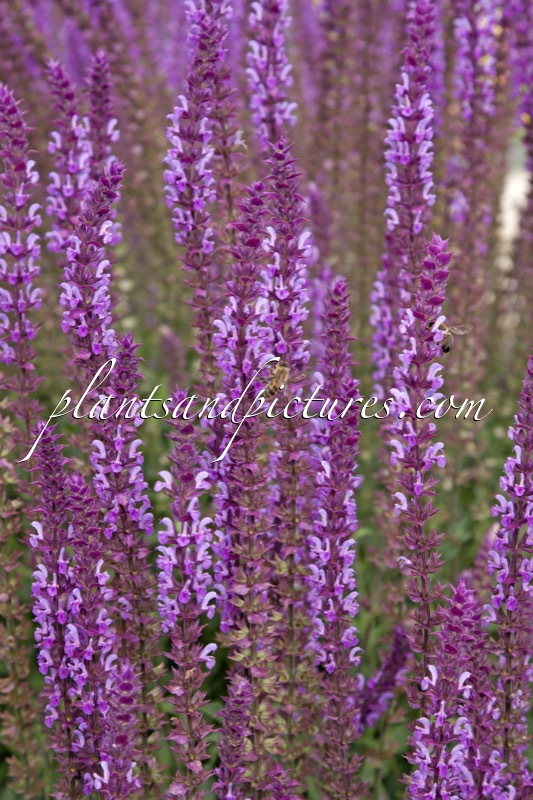 Salvia nemorosa ‘Amethyst’