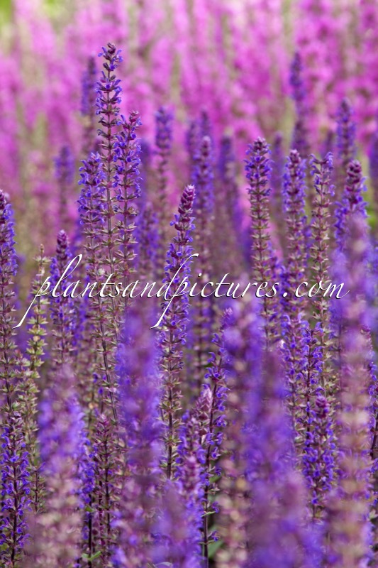 Salvia nemorosa ‘Caradonna’