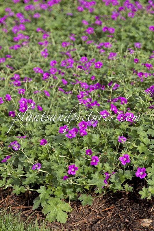 Geranium riversleaianum ‘Russell Prichard’