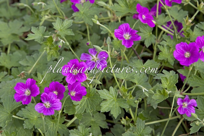 Geranium riversleaianum ‘Russell Prichard’