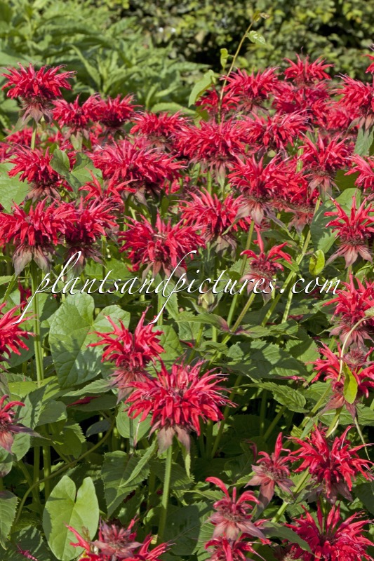 Monarda ‘Gardenview Scarlet’