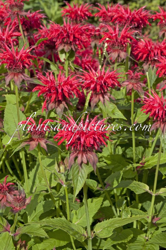 Monarda ‘Gardenview Scarlet’