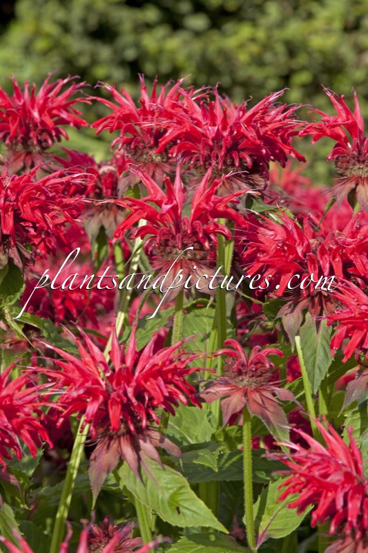 Monarda ‘Gardenview Scarlet’