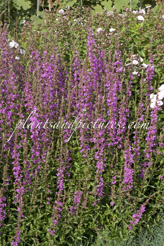 Lythrum virgatum ‘Dropmore Purple’