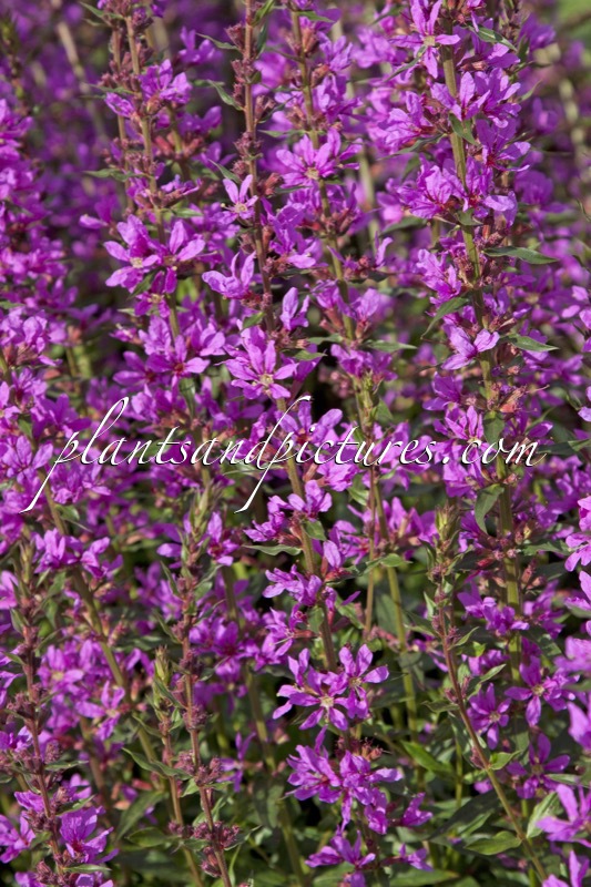 Lythrum virgatum ‘Dropmore Purple’