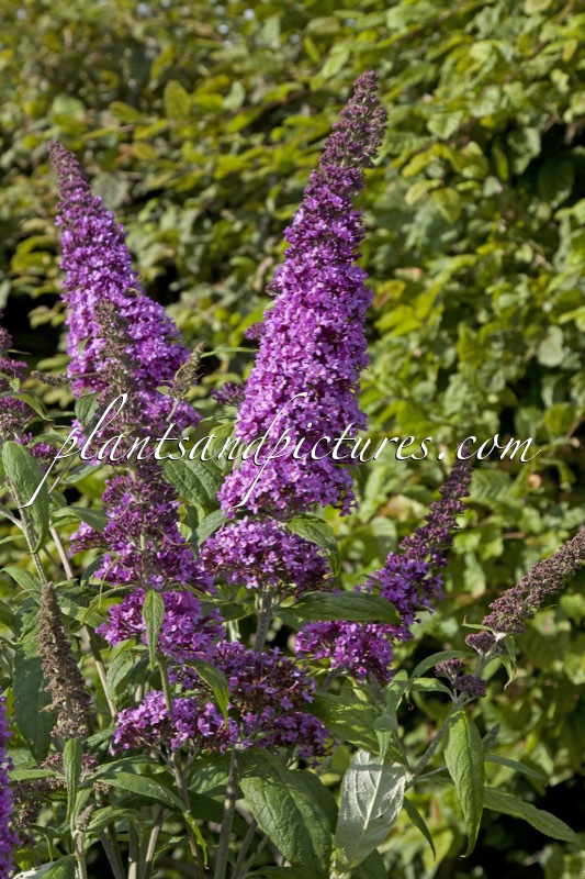 Buddleja davidii ‘Peakeep’ (PEACOCK)