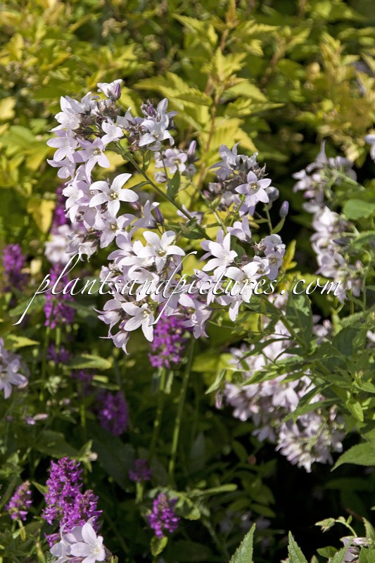 Campanula lactiflora ‘Loddon Anna’
