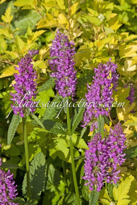 Betonica officinalis ‘Hummelo’