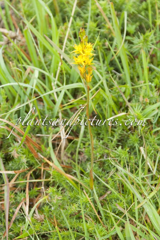 Narthecium ossifragum