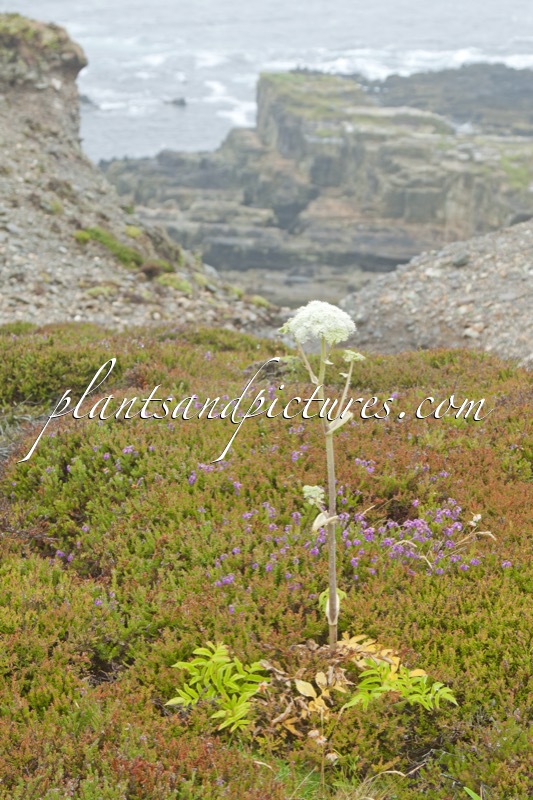 Angelica archangelica