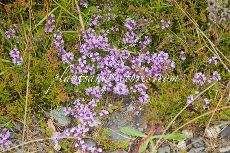 Thymus serpyllum