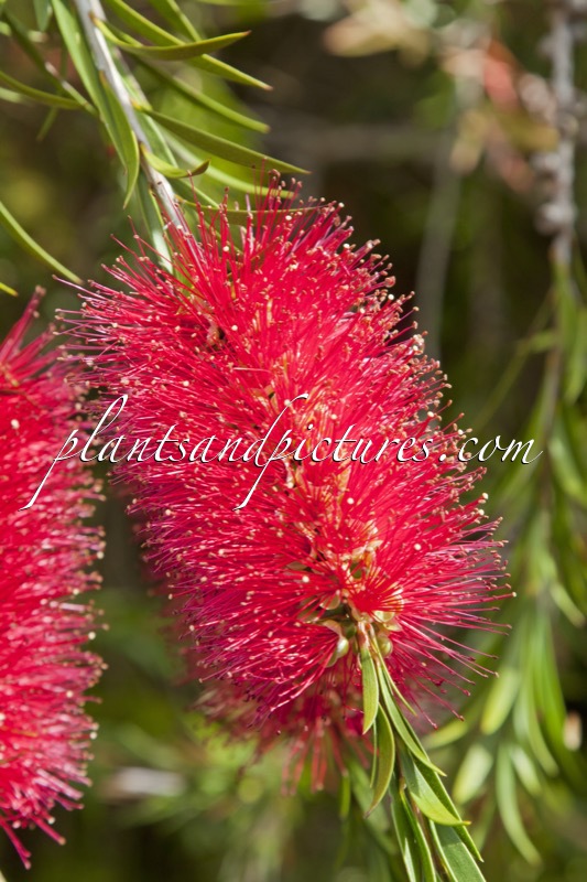 Callistemon rigidus