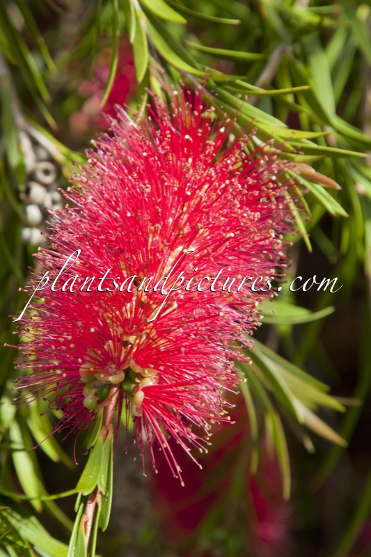 Callistemon rigidus