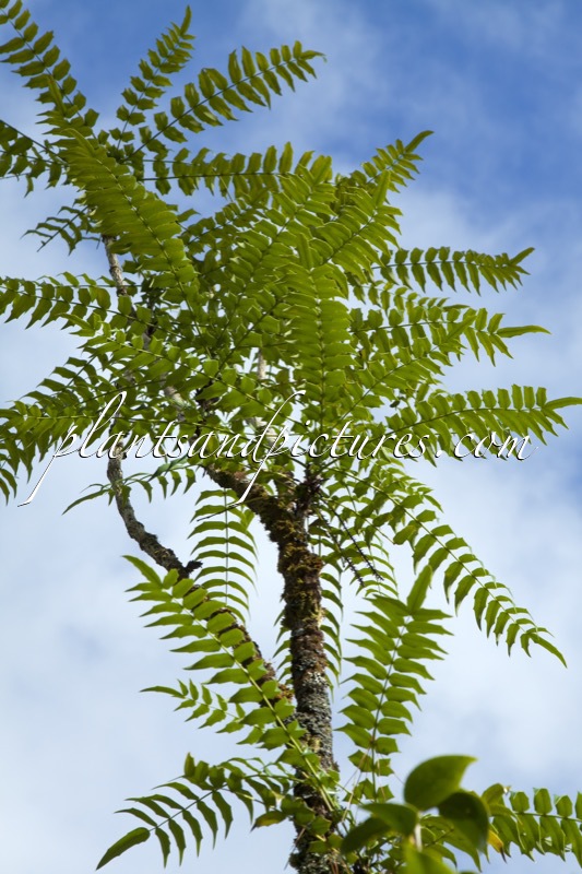 Mahonia oiwakensis subsp. lomariifolia