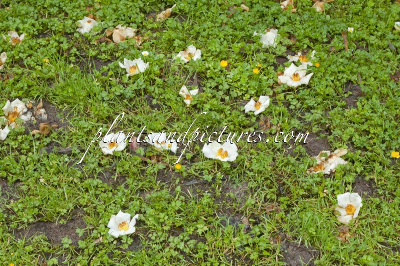 Stewartia pseudocamellia