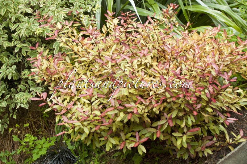 Pseudowintera colorata