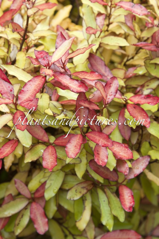 Pseudowintera colorata