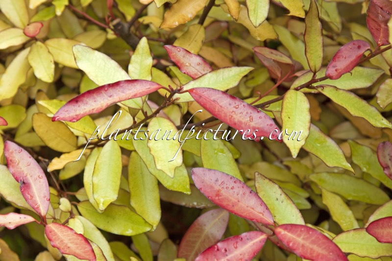 Pseudowintera colorata