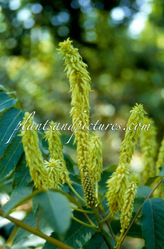 Platycarya strobilacea