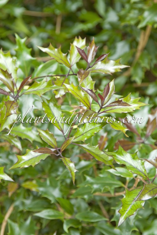Osmanthus heterophyllus ‘Purpureus’