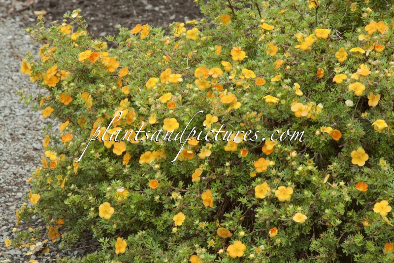Potentilla fruticosa ‘Annette’