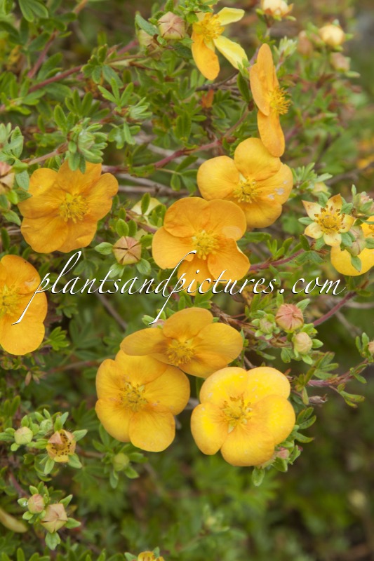 Potentilla fruticosa ‘Annette’