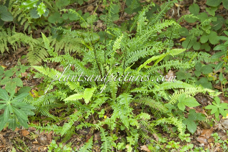 Blechnum spicant
