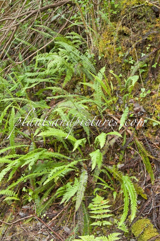 Blechnum spicant