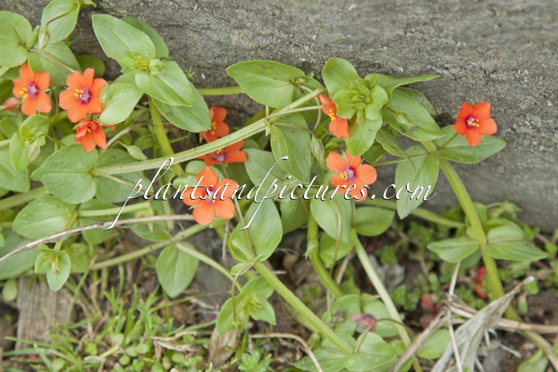 Anagallis arvensis