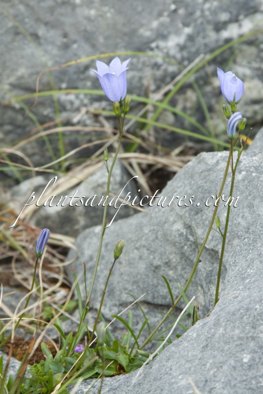 Campanula rotundifolia
