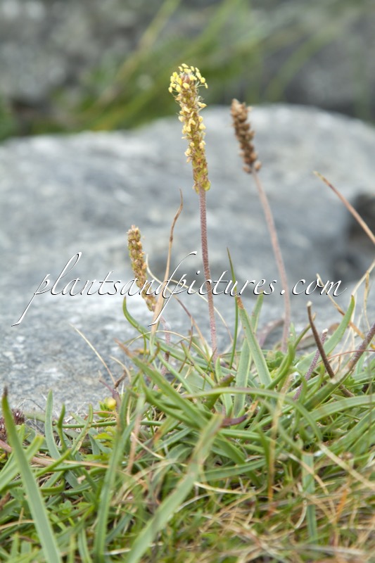 Plantago maritima