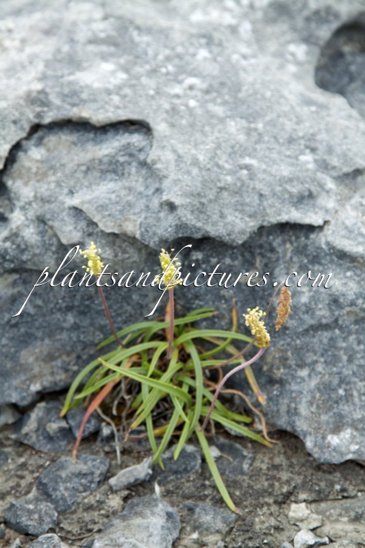 Plantago maritima