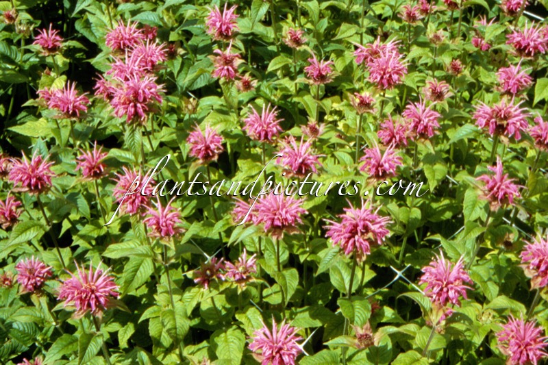 Monarda ‘Morgenröte’