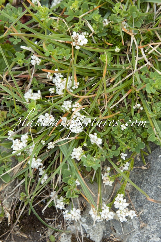 Arabis hirsuta