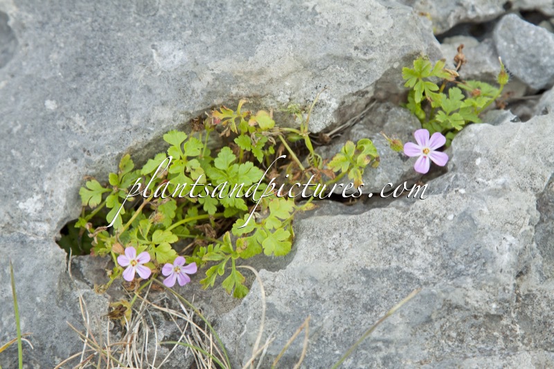 Erodium